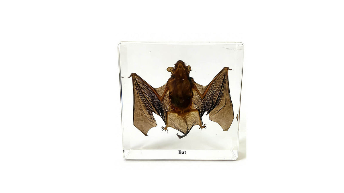 acever-insect-specimen-paperweight, bat
