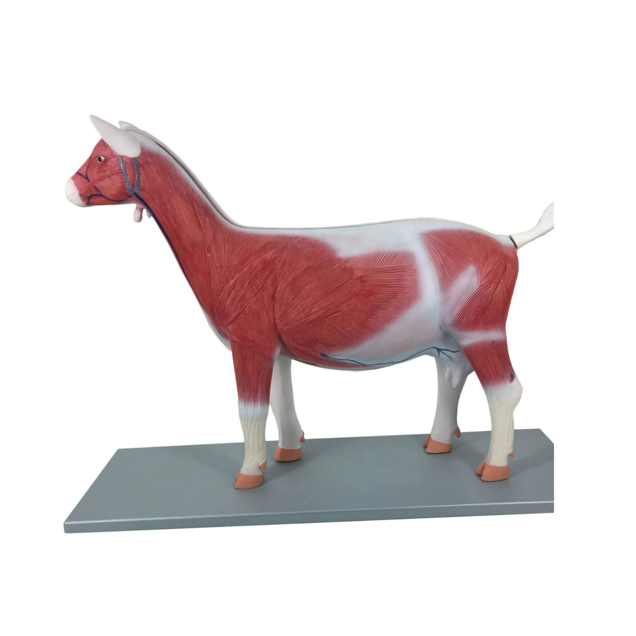 Anatomical Model