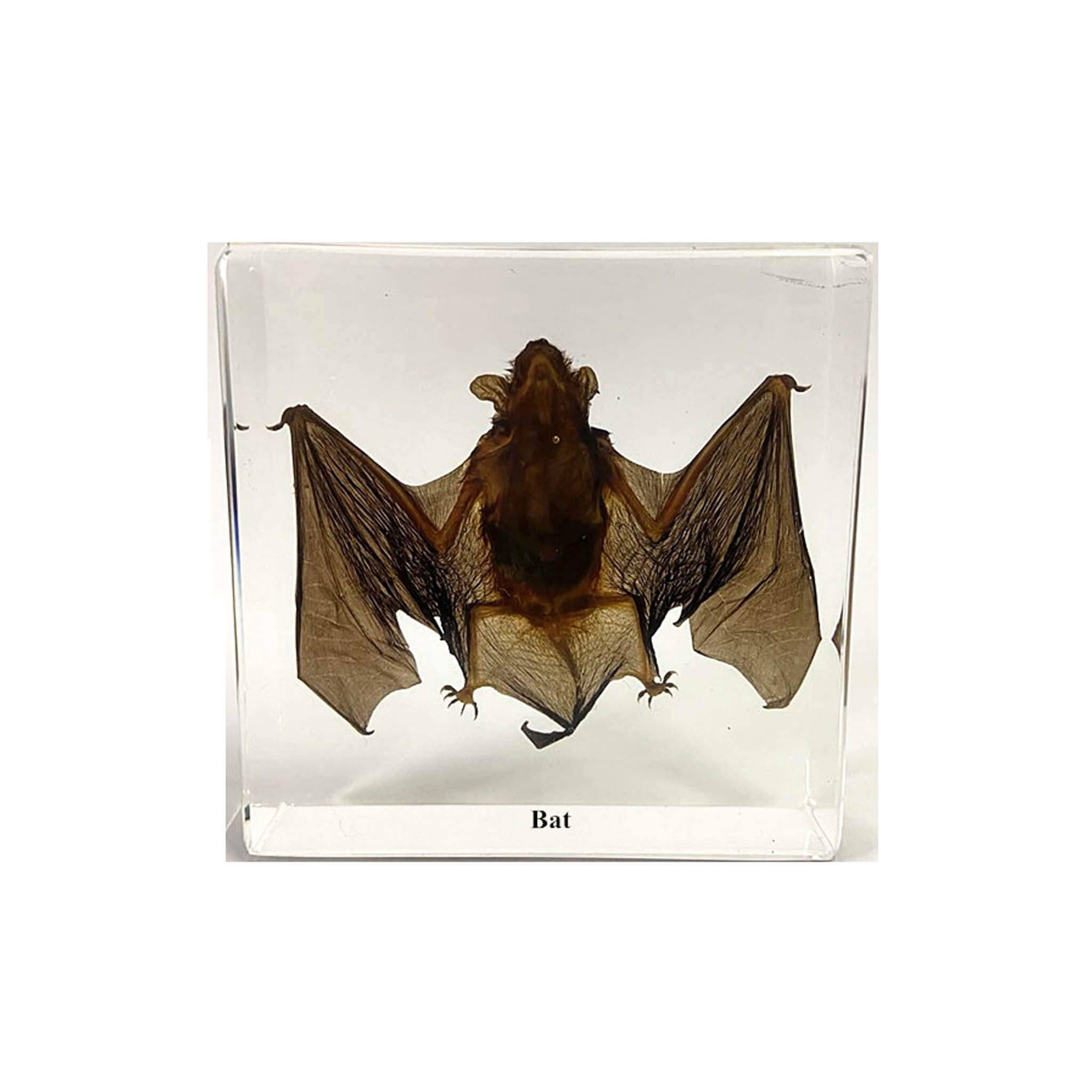 Paperweight Specimens