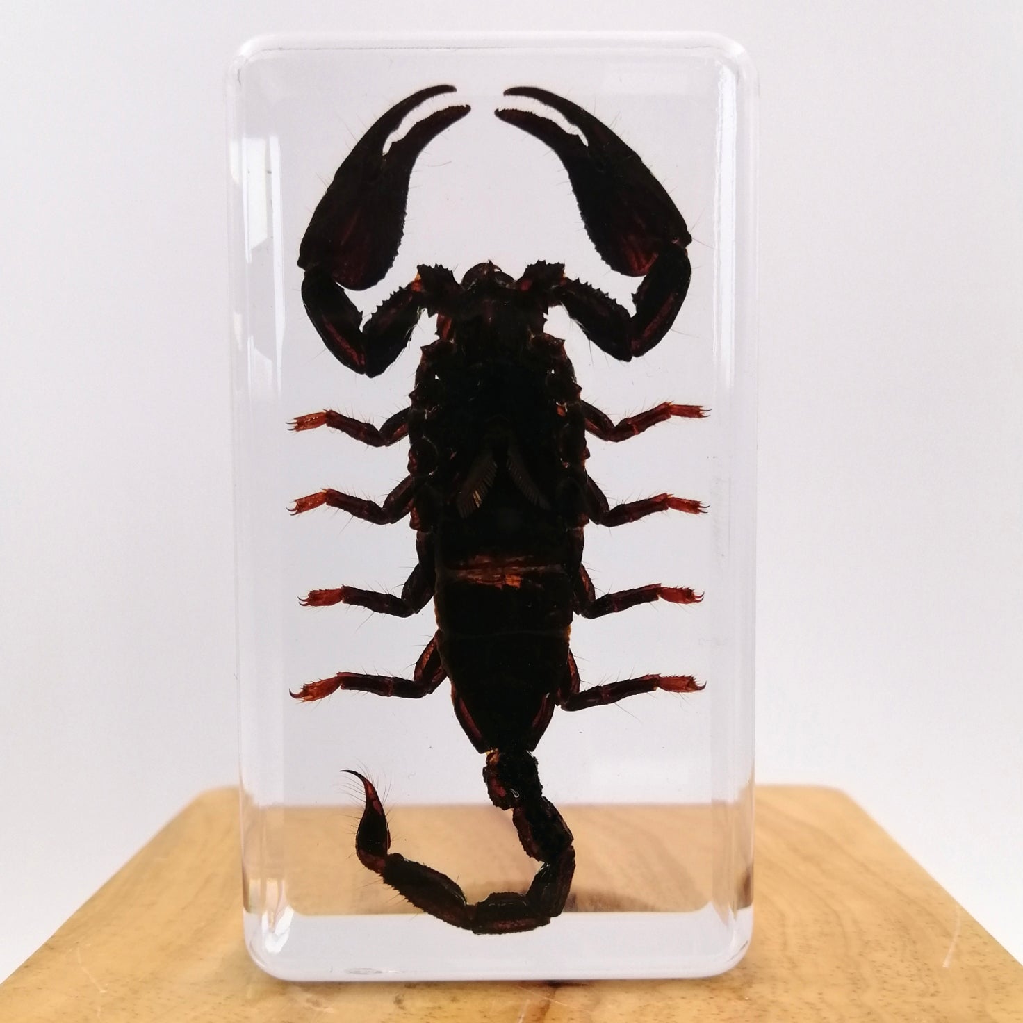 Resin Paperweight of Black Scorpion Specimen