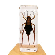 Cricket Specimen Paperweight – Real Cricket in Clear Resin