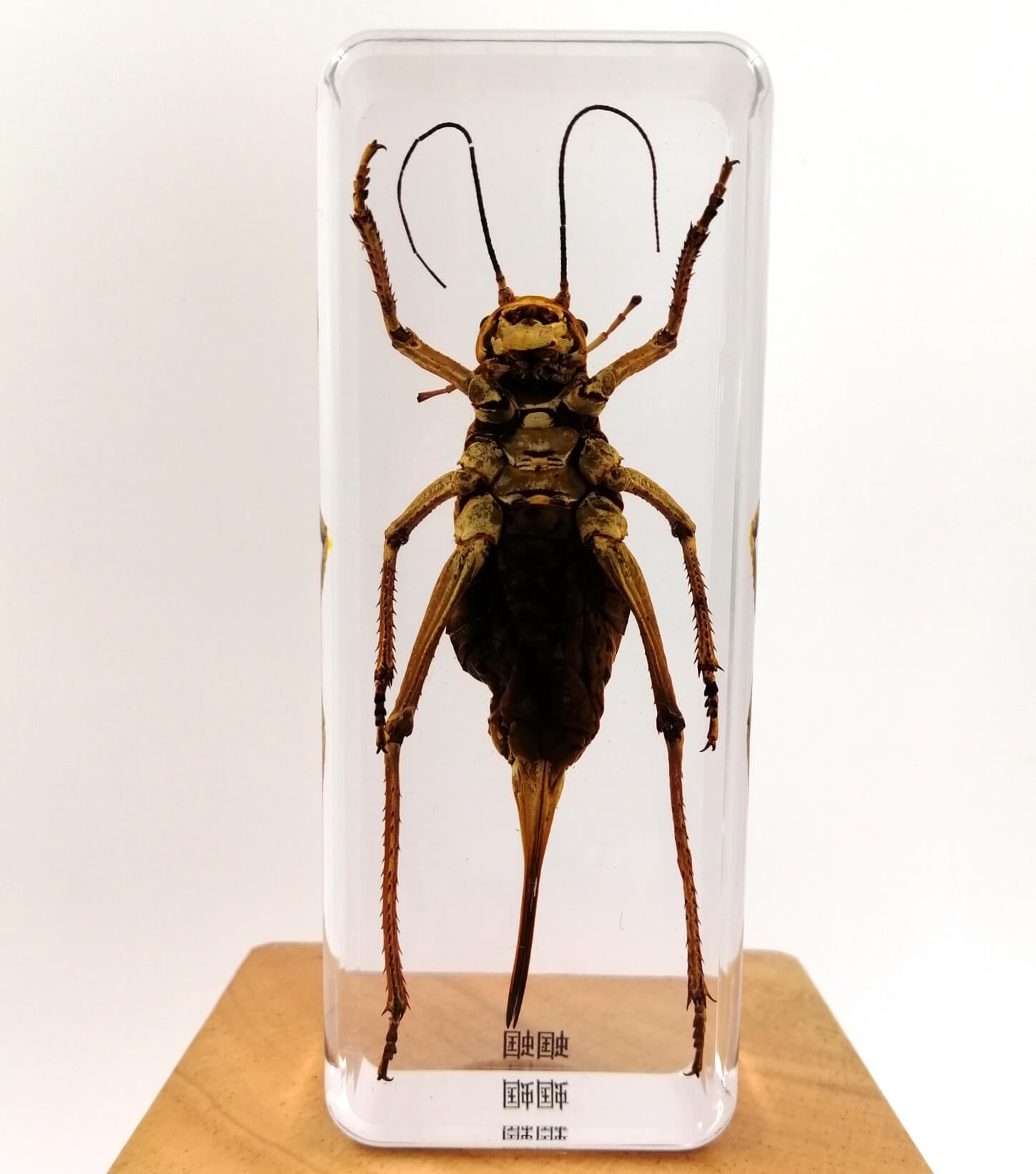 Cricket Specimen Paperweight – Real Cricket in Clear Resin