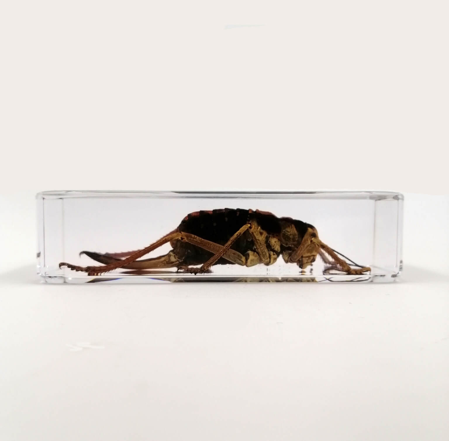 Cricket Specimen Paperweight – Real Cricket in Clear Resin