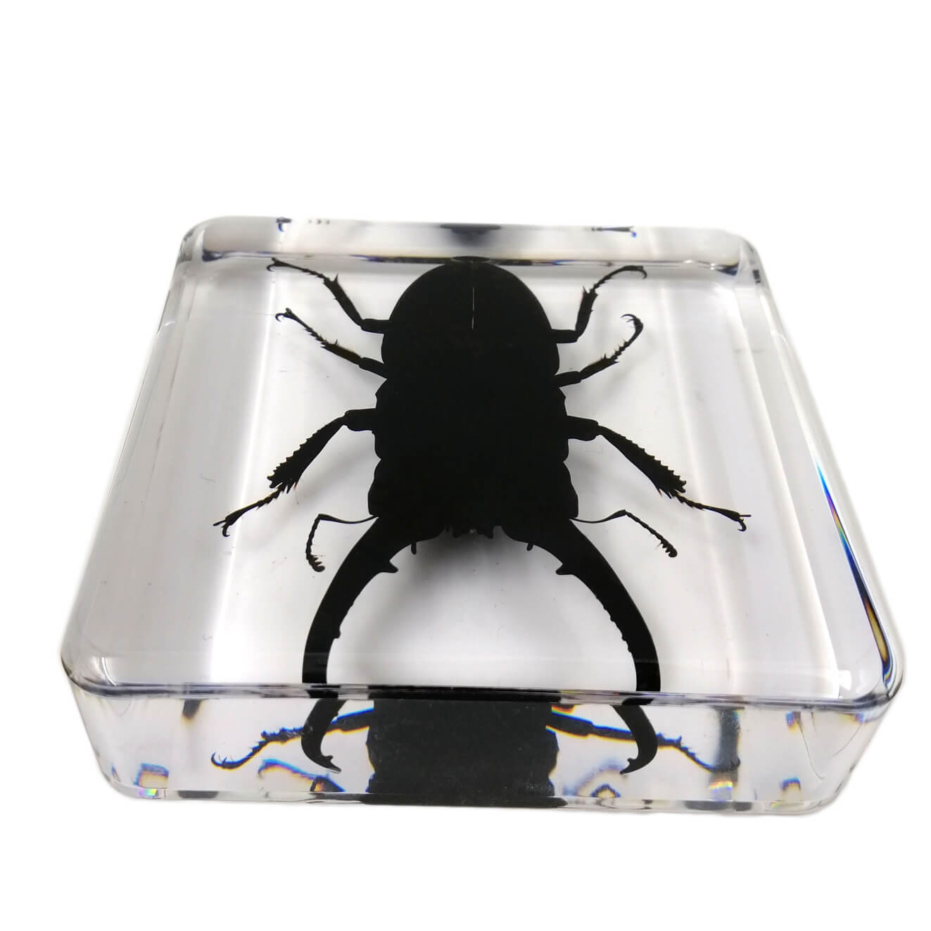 Stag Beetle Specimen Paperweight – Real Dorcus Titanus in Resin