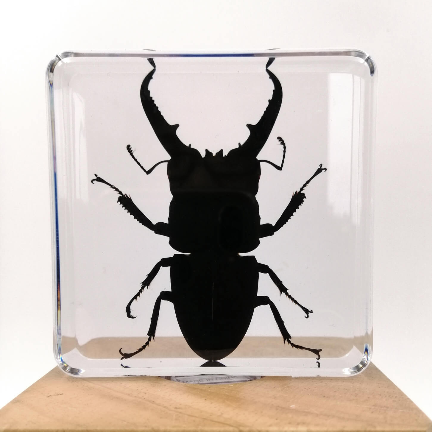 Stag Beetle Specimen Paperweight – Real Dorcus Titanus in Resin