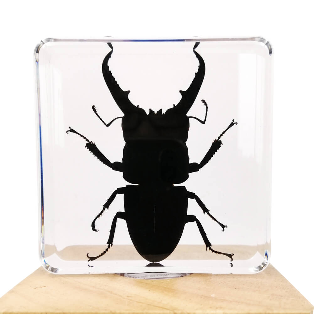 Stag Beetle Specimen Paperweight – Real Dorcus Titanus in Resin