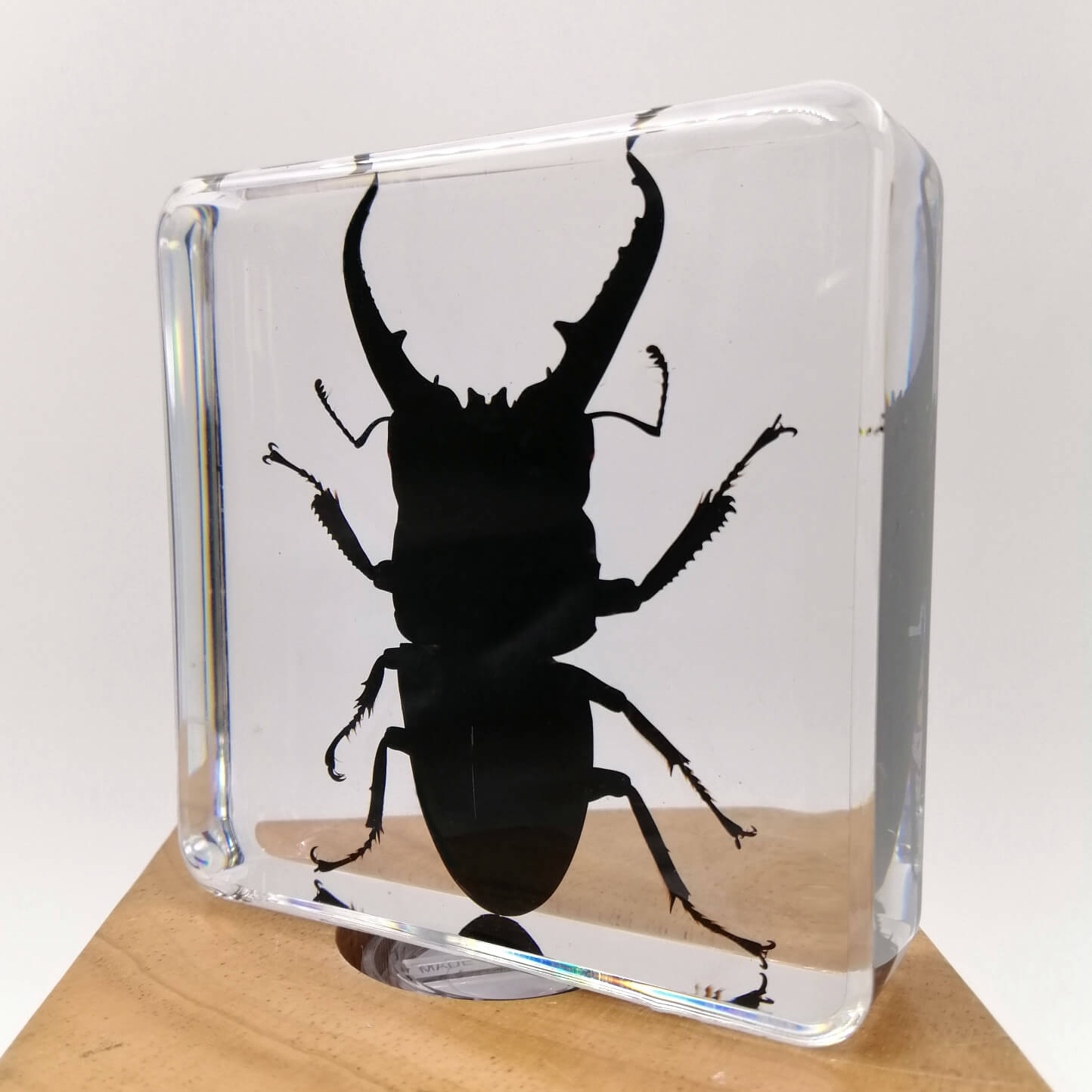 Stag Beetle Specimen Paperweight – Real Dorcus Titanus in Resin