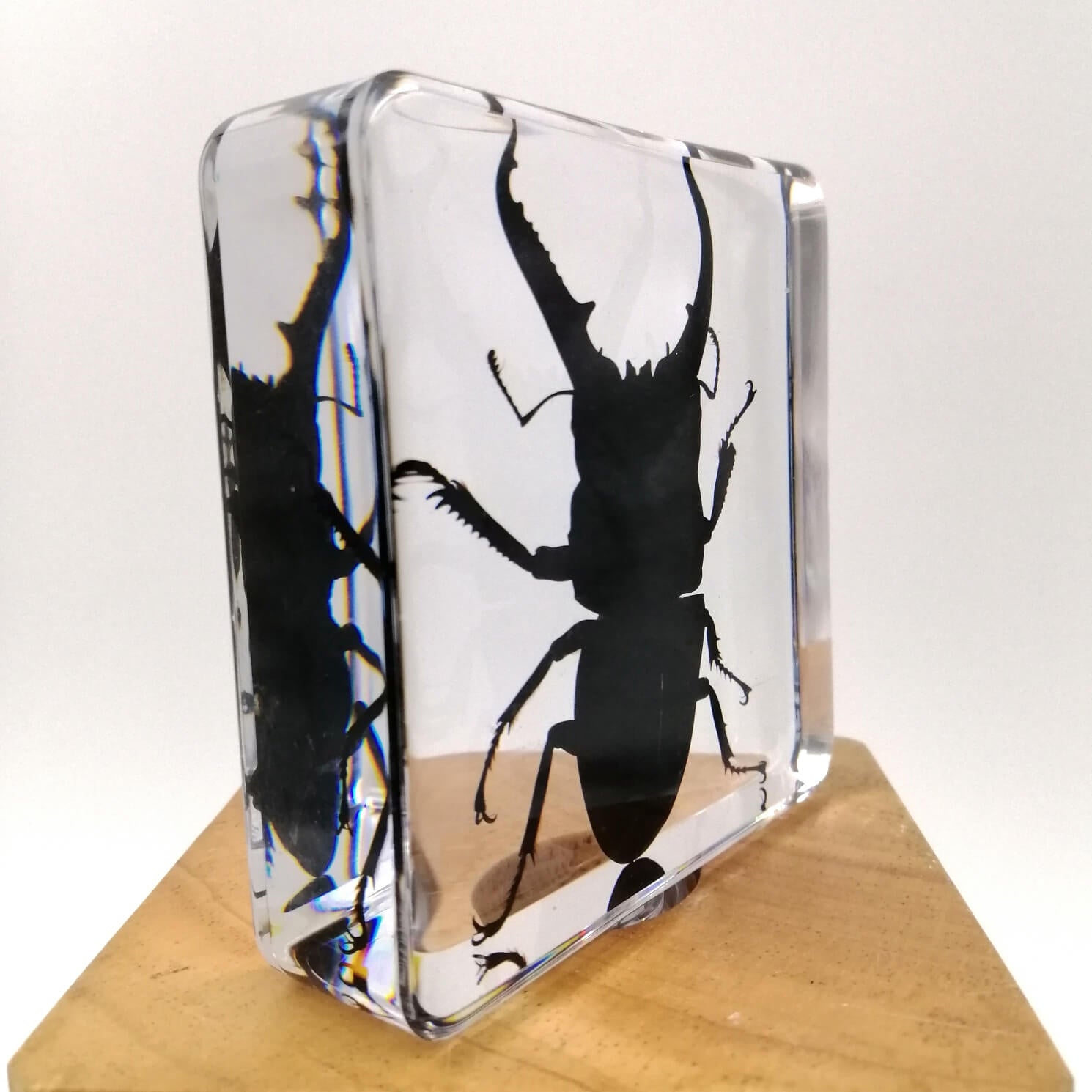 Stag Beetle Specimen Paperweight – Real Dorcus Titanus in Resin