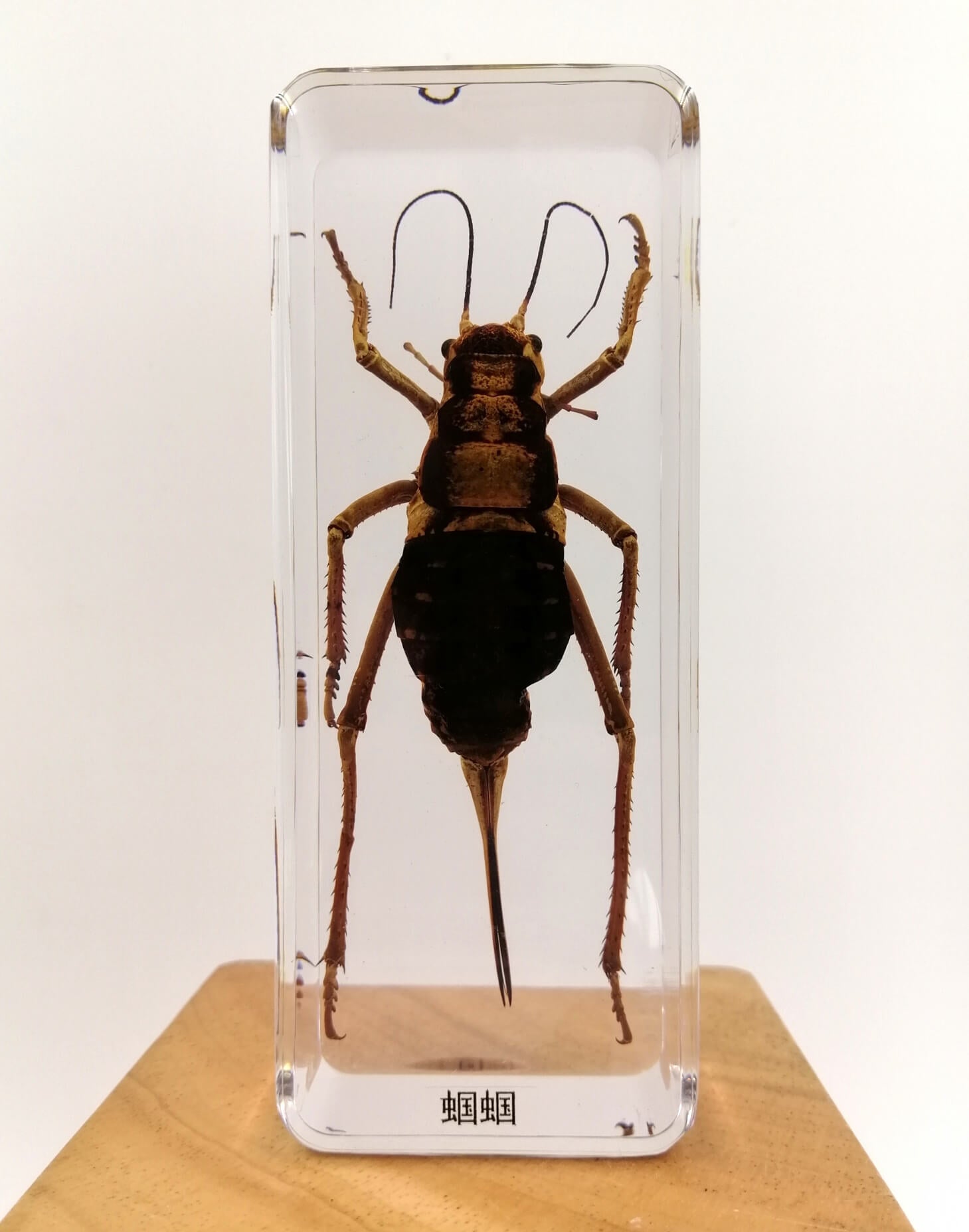 Cricket Specimen Paperweight – Real Cricket in Clear Resin