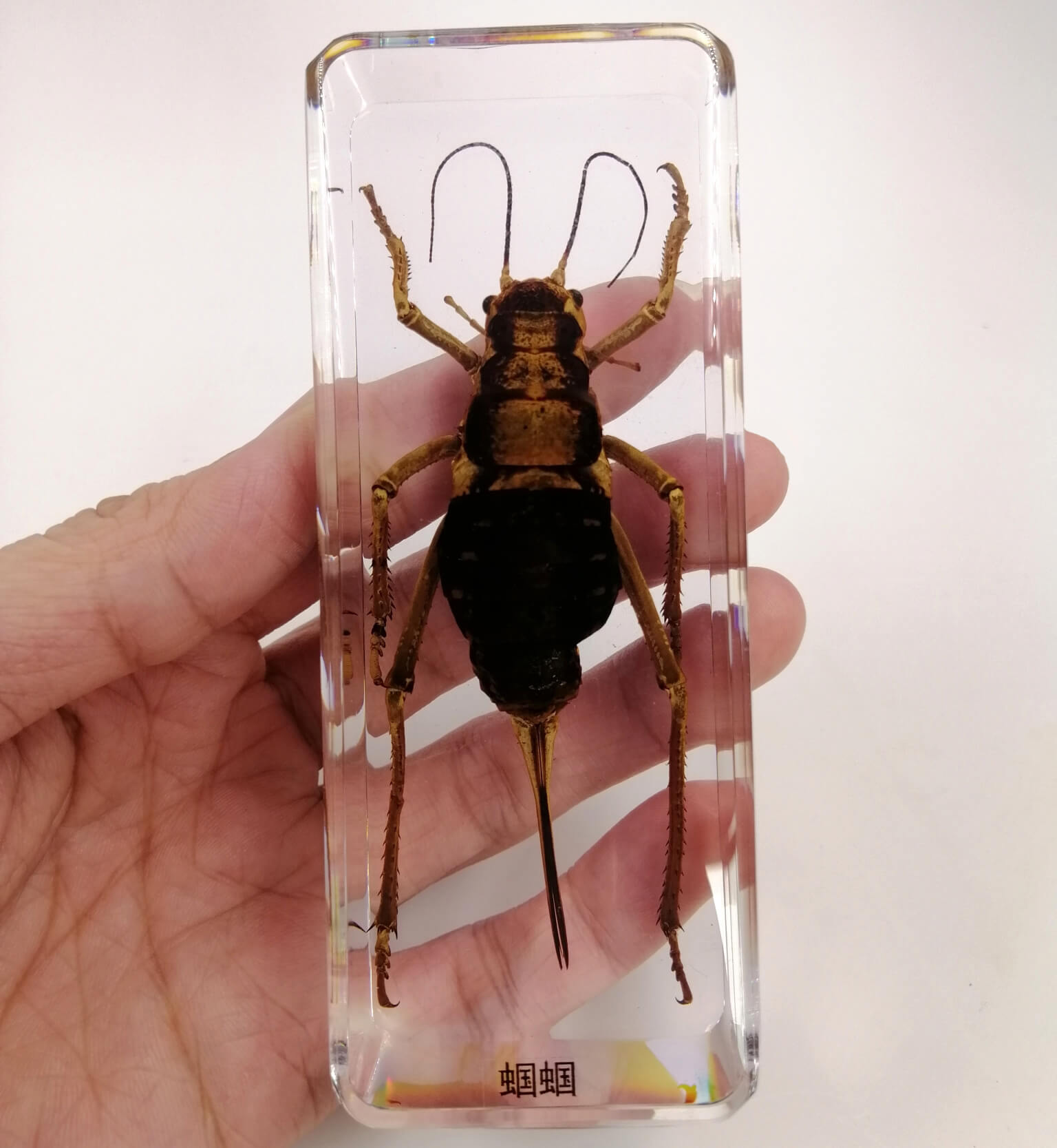 Cricket Specimen Paperweight – Real Cricket in Clear Resin