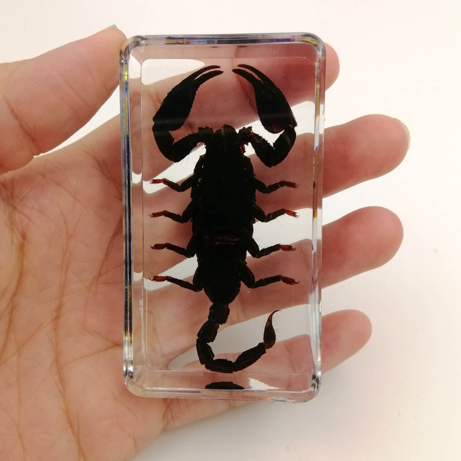 Black Scorpion Specimen Paperweight – Real Scorpion in Clear Resin