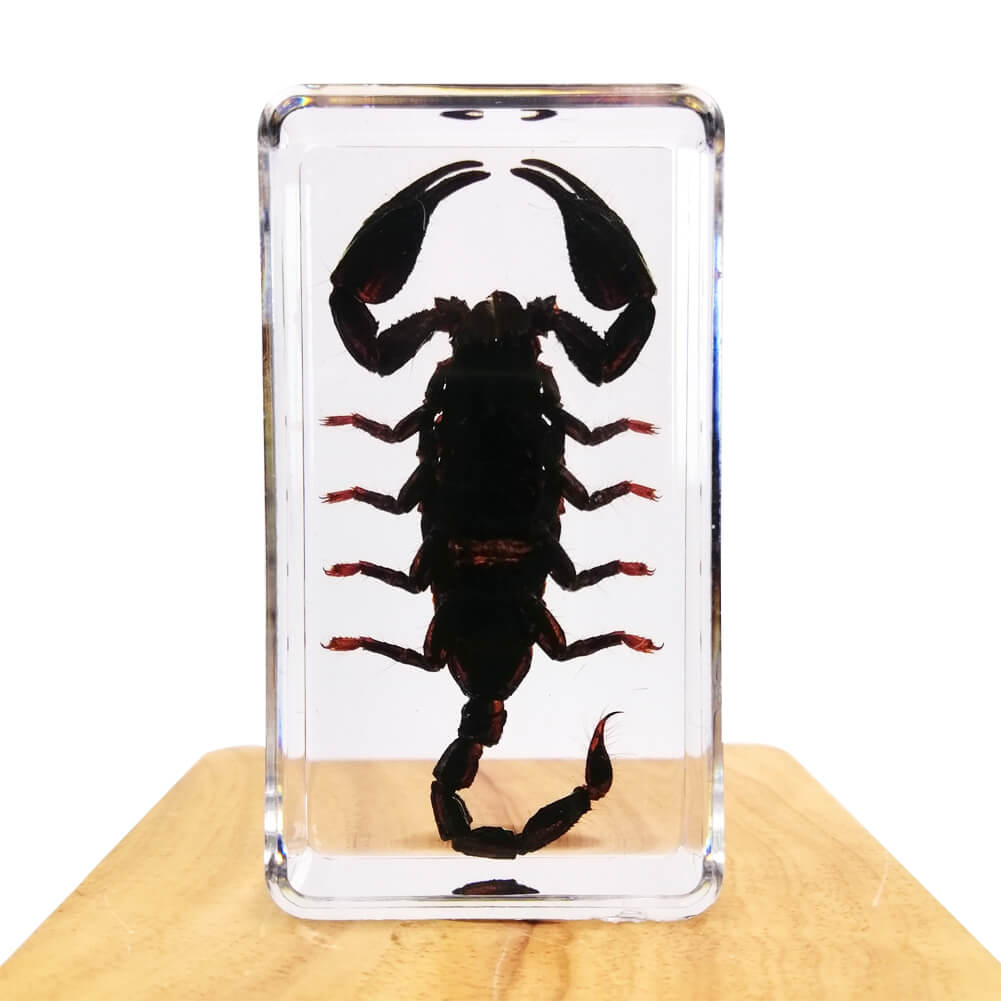 Black Scorpion Specimen Paperweight – Real Scorpion in Clear Resin