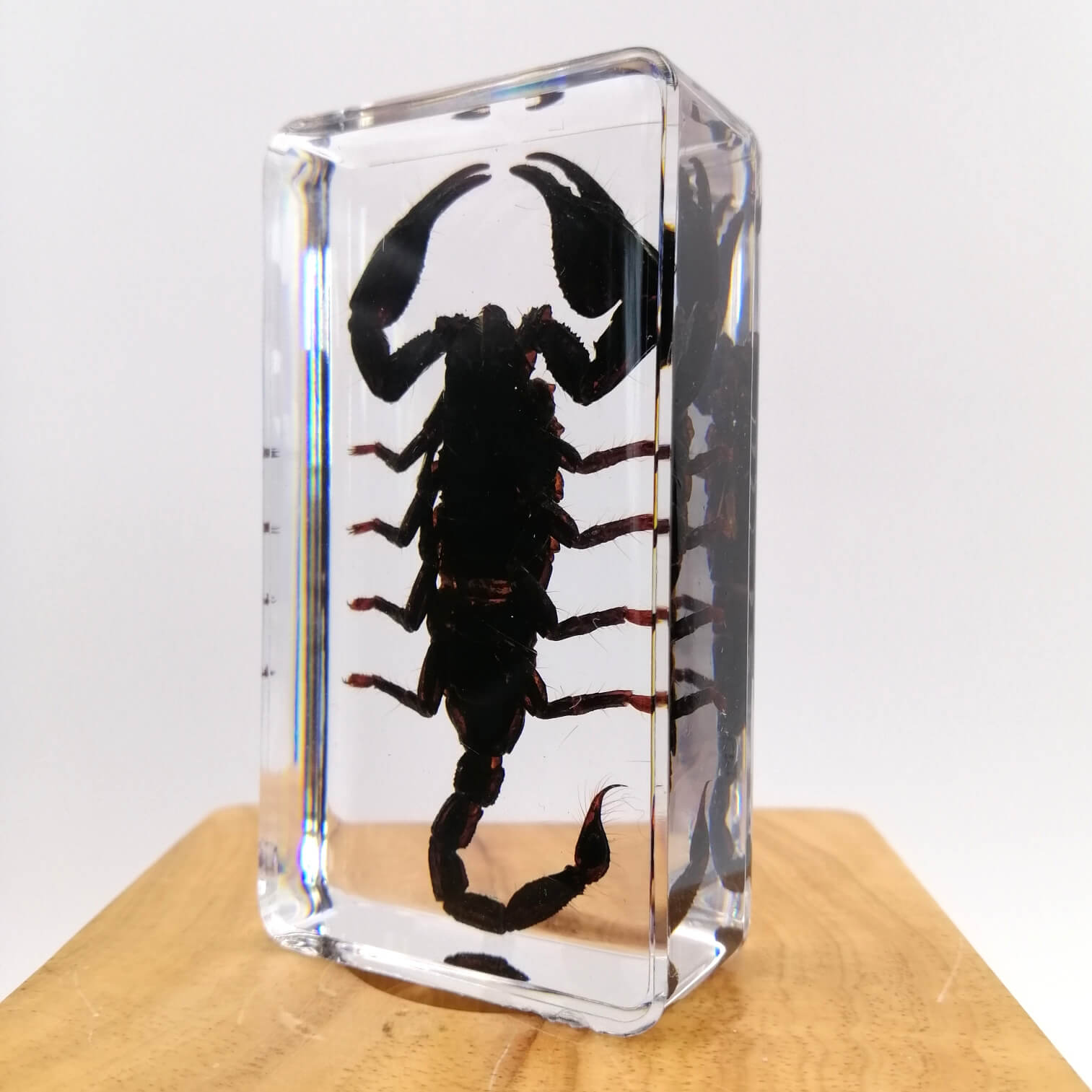 Black Scorpion Specimen Paperweight – Real Scorpion in Clear Resin