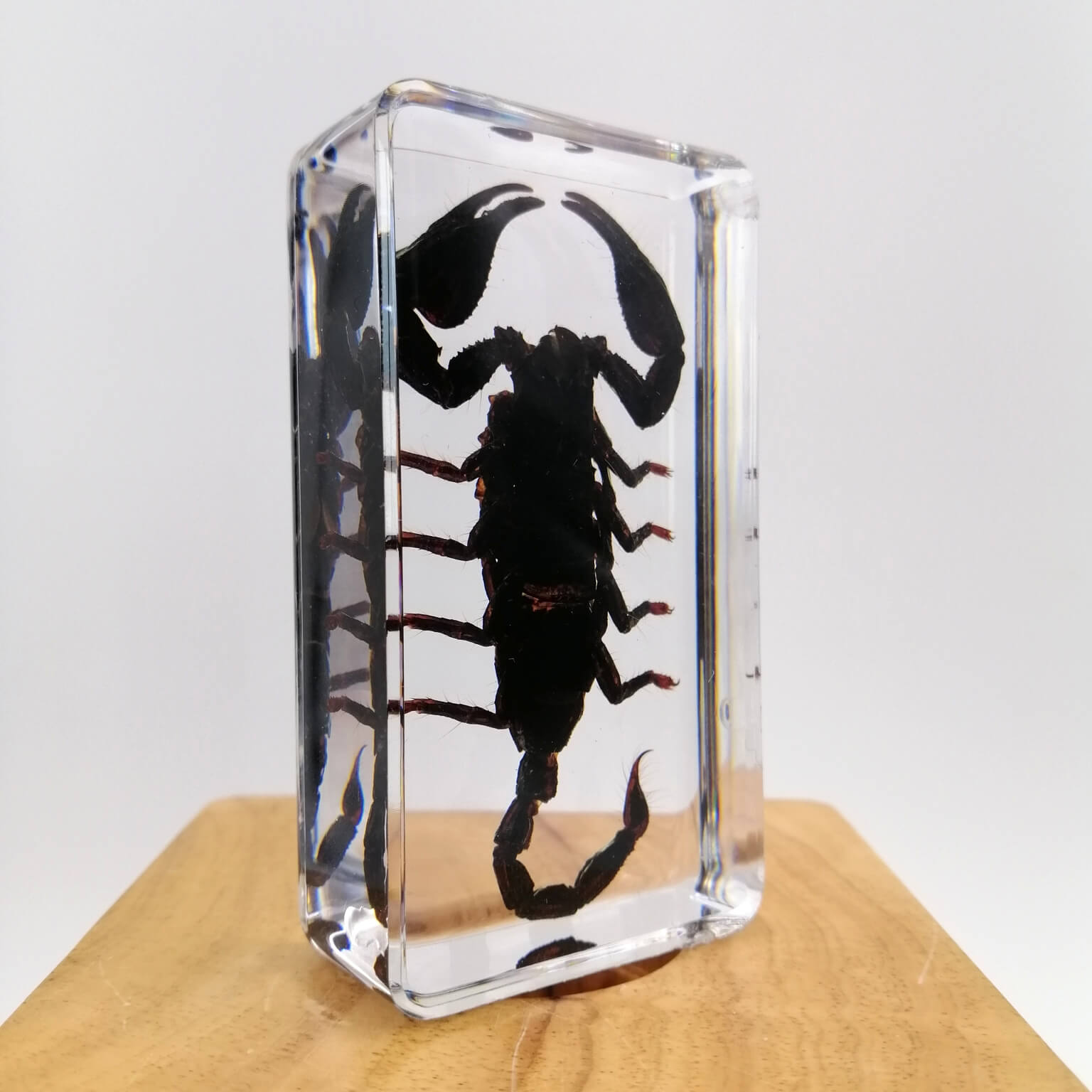 Black Scorpion Specimen Paperweight – Real Scorpion in Clear Resin