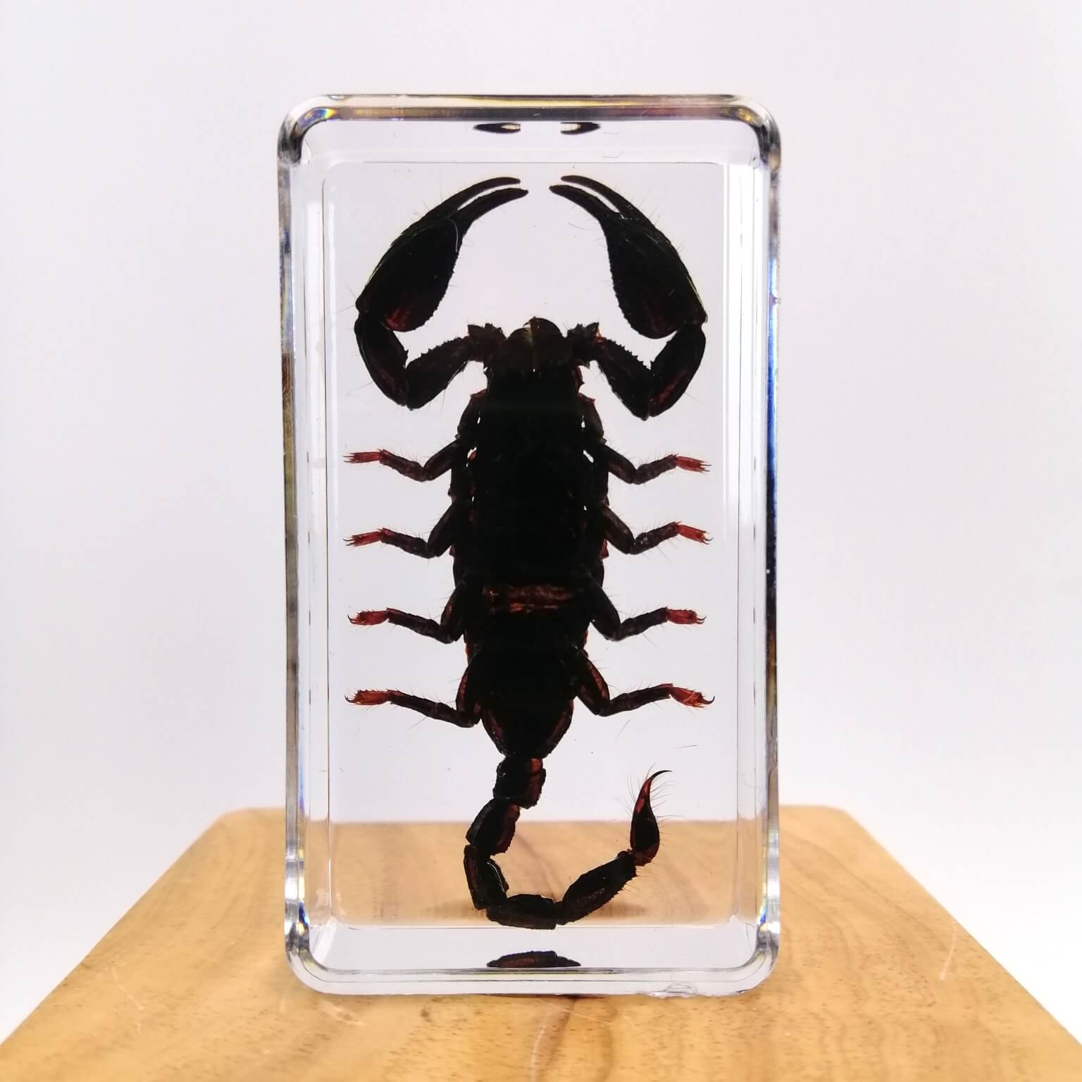 Black Scorpion Specimen Paperweight – Real Scorpion in Clear Resin