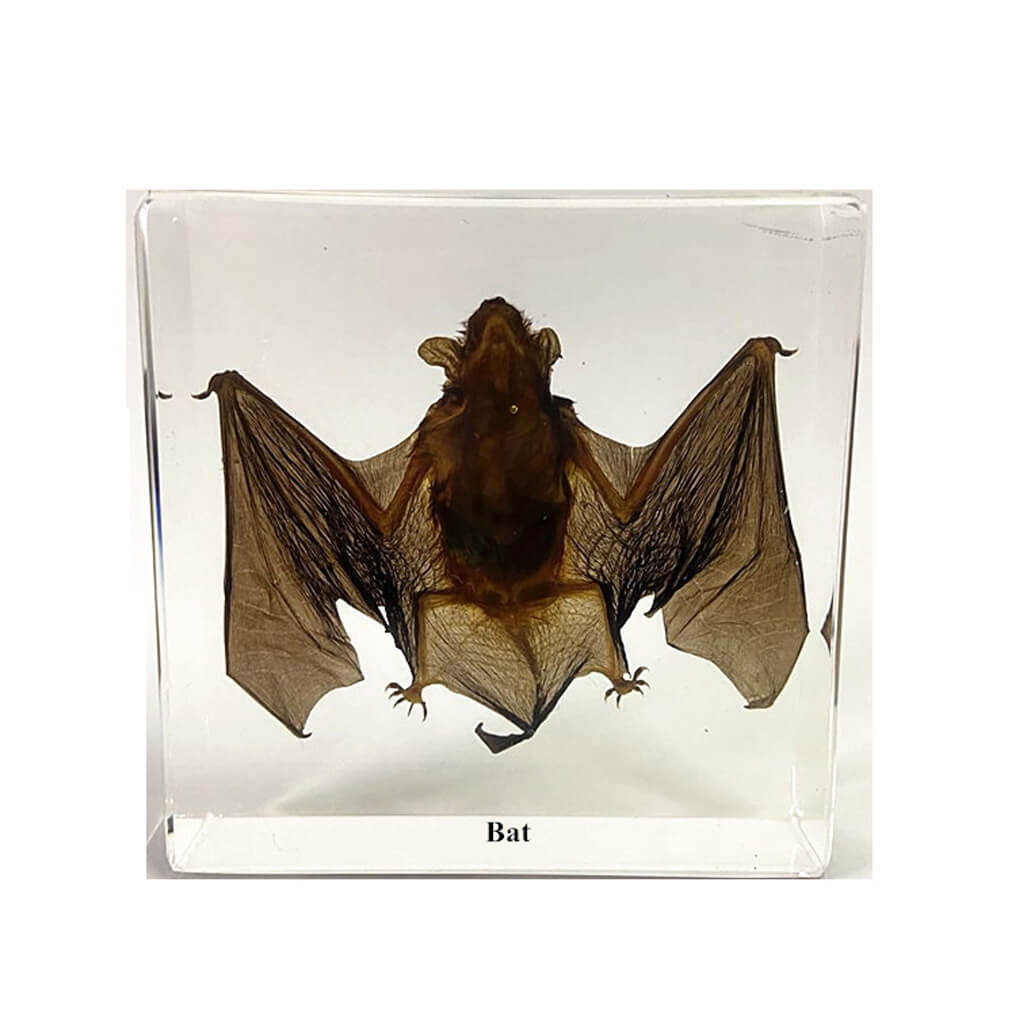 Real Bat Specimen Resin Paperweight - Science Education Décor