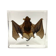 Real Bat Specimen Resin Paperweight - Science Education Décor